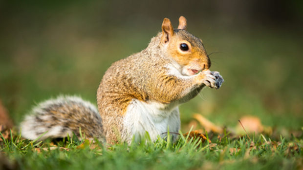 Squirrel