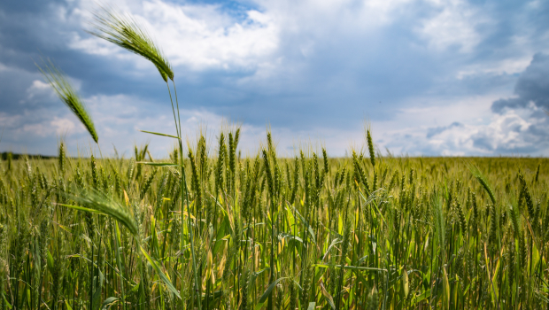 Field