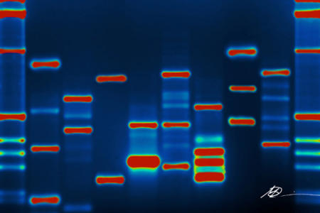 A DNA fingerprint