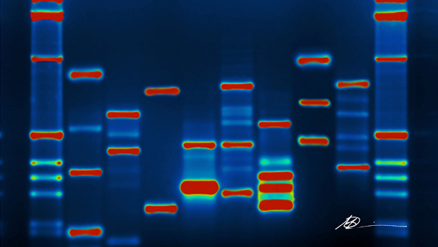 A DNA fingerprint