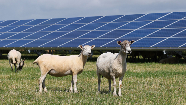 Solar farm in Belfast