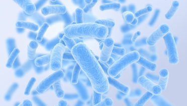 Bacteria