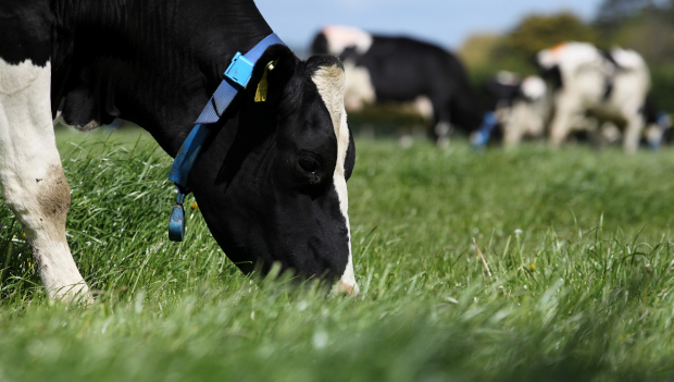 UCD Lyons Farm