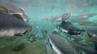 Salmon Run