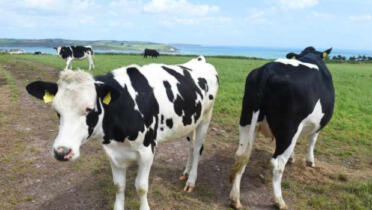 Cows