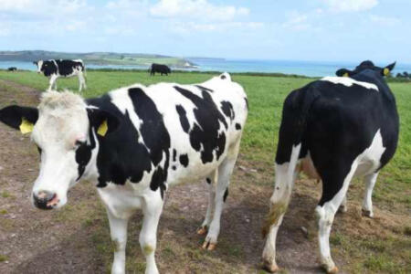 Cows